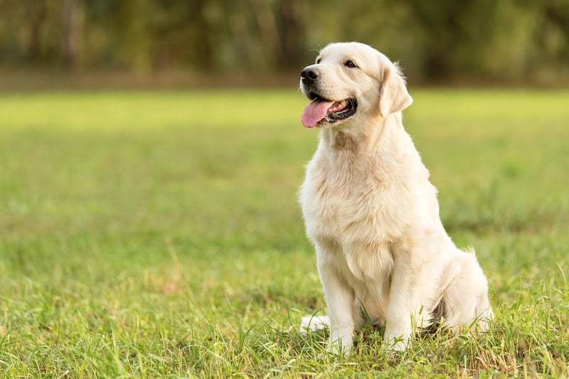 Golden Retrievers have high energy levels, but are also calm in nature and intelligent. They can be easy dogs to train and can make good first dogs for new dog owners. They have an average height of 51-61 cm.