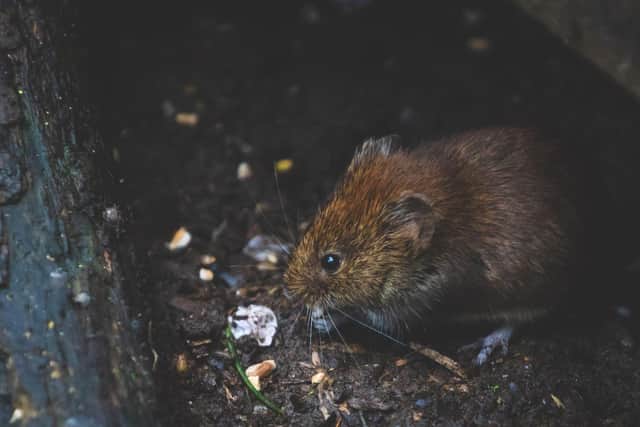 People in Sheffield have been warned to prepare for an invasion of so called 'ultra-rats'. Photo credit: Pexels.com