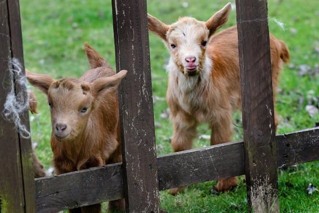 Head to Heeley City Farm to see some lovely farmyard favourites. You’ll get to see plenty of animals, many of which simply roam around in the fields between 10am and 3pm. Located at Richards Rd, Heeley, Sheffield S2 3DT.