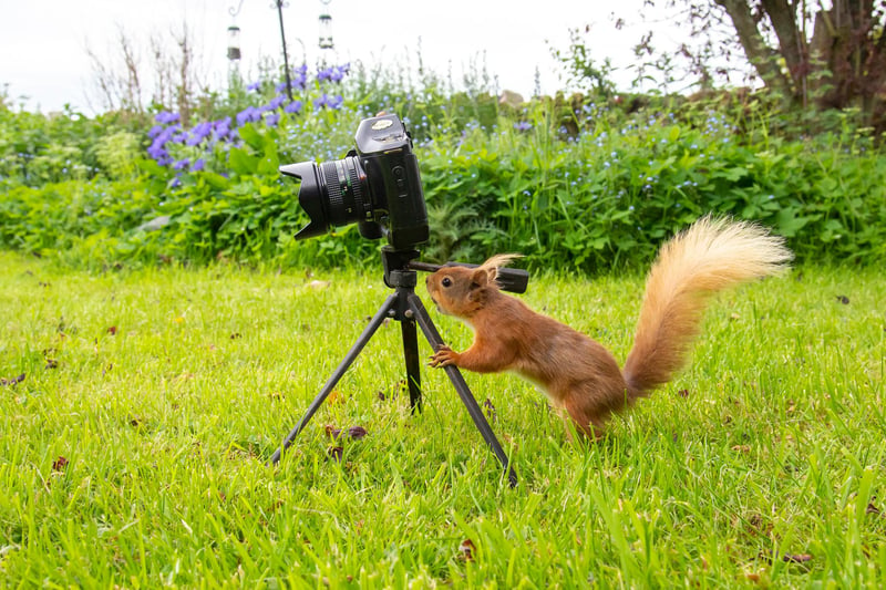 An inquisitive squirrel tries to figure out if the camera is a friend, foe or edible!