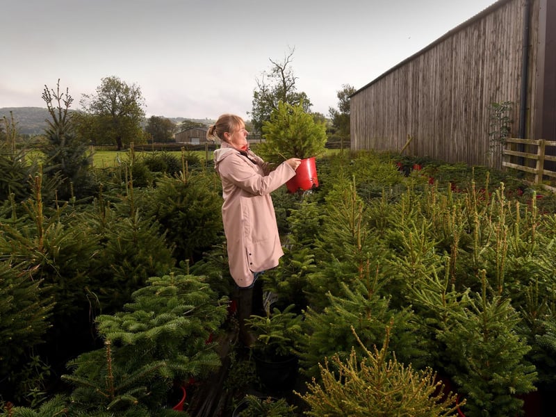 Established in 1998, this family business is built on family spirit and premium quality. For a hassle-free holiday season, they offer a highly convenient post-Christmas tree recycling collection service for local customers. 🌲 Brookleigh Farm, Burley Rd, Menston LS29 6NS