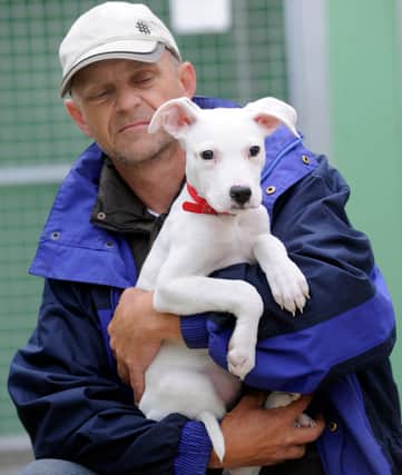 Pictured is 12 weeks old 'Charlie' an abandoned staff/whipper Cross at the Rain rescue,Summerfield Lodge,Moat Lane,Wickersley,with Charlie is Dave Findlay a full-time Volunteer at the rescue centre