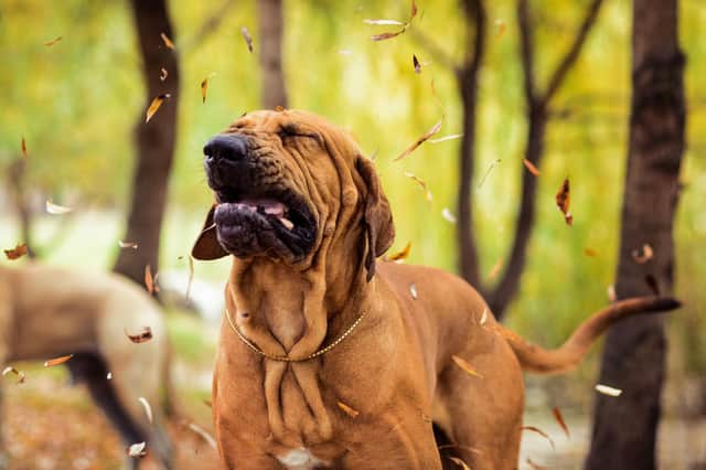 Dogs can also suffer with coughs (photo: Adobe)