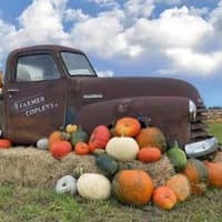 Is Farmer Copleys pumpkin picking festival open this weekend? Latest statement as Storm Boelo batters region