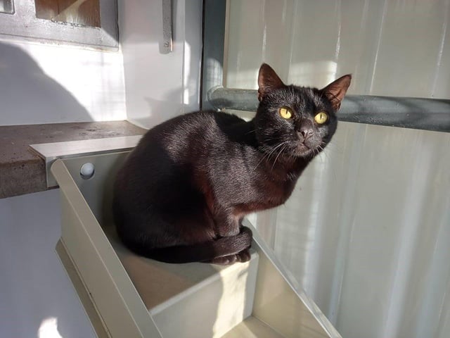 Tiny is a little timid and can be nervous at times but once he gets to know you, he is the sweetest boy.
