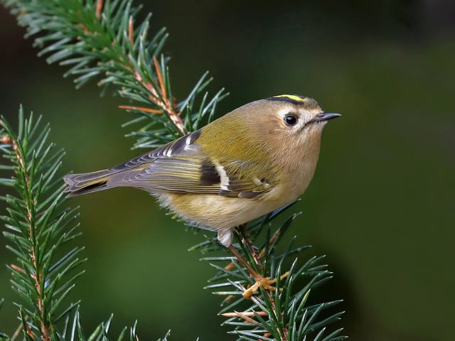 I managed to get some shots of this lovely goldcrest, which is Britain’s smallest bird, while out on a walk over Blaikie’s 