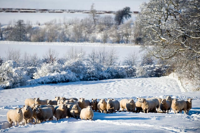 Sheep are pictured in deep snow north of Hawick. We asked for your best shots of Scottish winter and you didn't let us down.