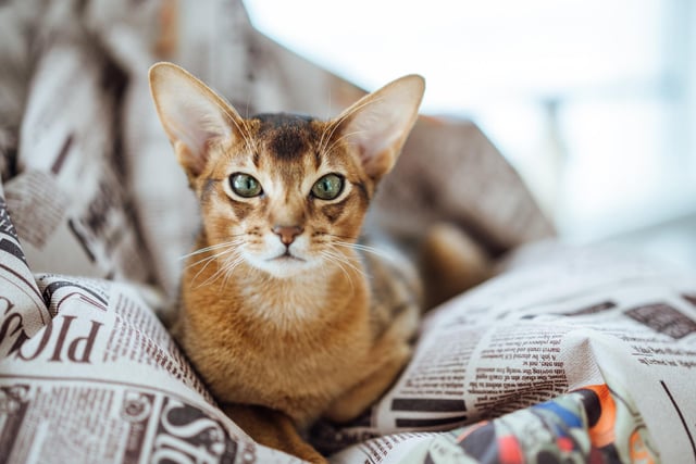 Abyssinians are highly intelligent, inquisitive cats. They are playful and love to jump and climb. They are small to medium in size, with males weighing seven to ten pounds and females weighing six to eight pounds (Photo: Shutterstock)