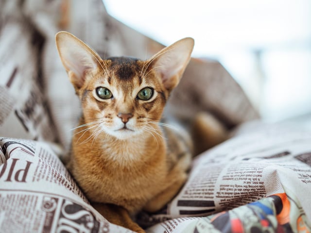 Abyssinians are highly intelligent, inquisitive cats. They are playful and love to jump and climb. They are small to medium in size, with males weighing seven to ten pounds and females weighing six to eight pounds (Photo: Shutterstock)