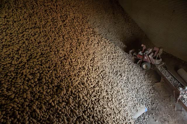 A worker watches Russet Burbank potatoes slide down while transferring them from one warehouse to another at a storage facility in Washington, USA. Picture: David Ryder/Getty Images.