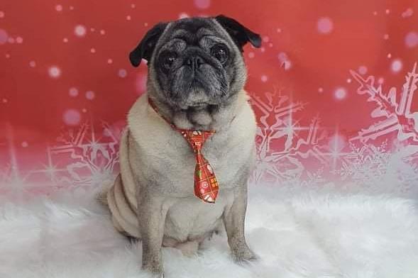 We think Doogie looks great in his festive tie. Very smart indeed!