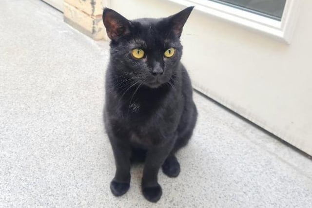 Five year old Timothy is quite reserved, but he loves to explore outside - he'd benefit from there being a cat flap in your home. He's very affectionate once he gets to know someone, too.