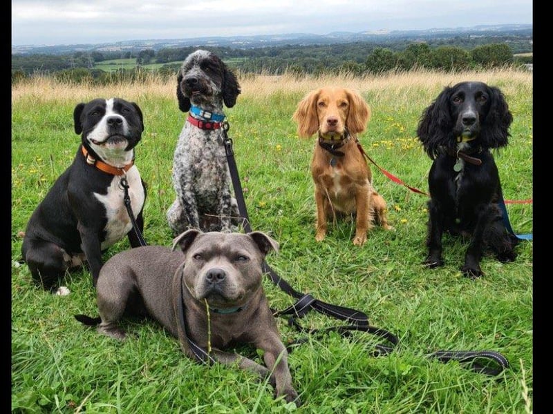 A group walk with Happy Hounds Dog Walking, by Sarah Salt.