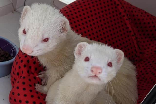 The charity took in 190 ferrets last year