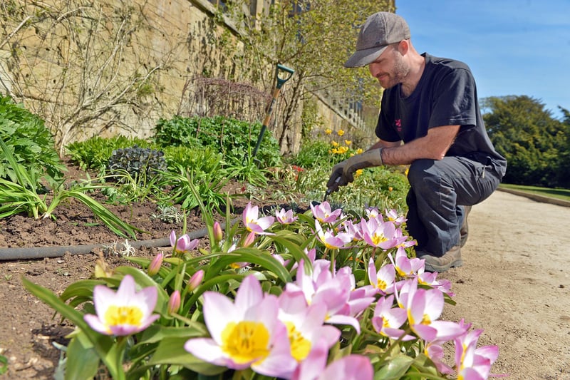 Blossom is blooming across Derbyshire and the National Trust is inviting people to emulate Japan’s Hanami – the ancient tradition of viewing and celebrating blossom - with its #BlossomWatch campaign. Hardwick Hall in spring bloom. Gardener Joe Thompson taking care of the flower beds.