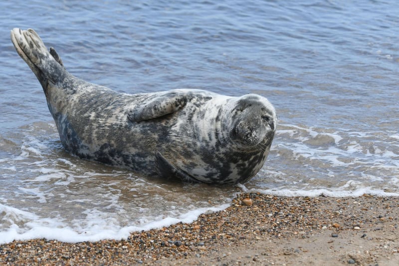 A seal puts on a show at Seaham beach on Saturday.