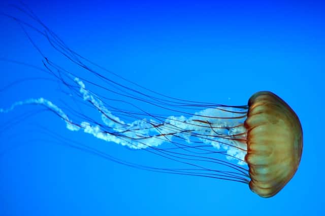 Jellyfish are rich in vitamin B12, magnesium and iron. Picture: Pixabay.