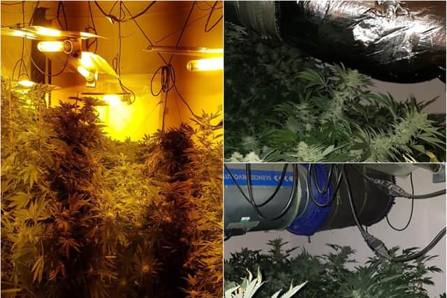 A £300,000 cannabis farm was found in Burngreave, Sheffield.