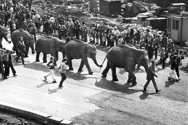Elephants in the Circus parade in Sheffield city centre in April 1974