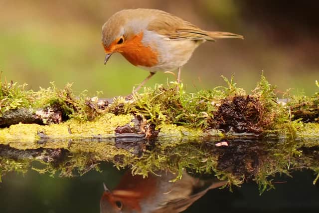 A robin looking at its reflection (pic: Sam Wragg)