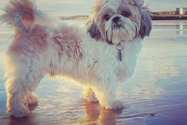 Bentley strikes a pose with attitude at Blyth beach.