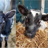 Two calves have been born at Chatsworth farmyard