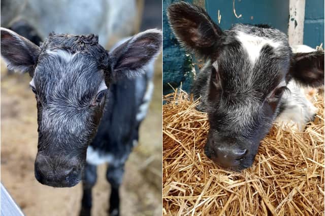 Two calves have been born at Chatsworth farmyard