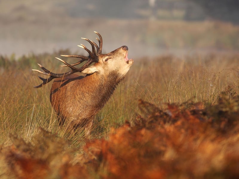 Lying to the south of Syke, the Isle of Rum is a National Nature Reserve home to around 900 red deer. In the autumn months the stags rut during mating season - one of the great wildlife spectacles of Britain. You can watch them lock horns for the right to breed with the females.The Kilmory Bay walk in the north of the island provides some of the best views, while those looking for further adventures can traverse the Rum Cuillin.
