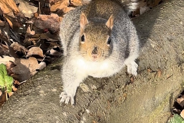 Weerz mi nuts? - Botanical Gardens by Joe Oliver