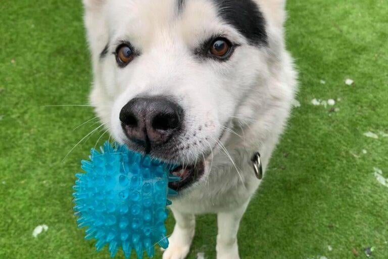 Handsome Hooch is a nine years young husky looking for a breed-savvy home. He is very well behaved – fantastic around the house, and brilliant on his walks. Hooch hadn't had the best of lives before arriving in rescue, and so he can be reserved with new people and needs a hands-off approach at first as he is aloof and doesn’t want handling by people he doesn’t know. He can be particularly wary of men who don’t give him his space. He is more trusting of women generally, and when he’s settled, he is a lovely, playful boy in great health who’s got very good manners and has had some good training. Hooch also has that cheeky husky glint in his eye, and a slightly stubborn streak! He is dog-friendly and would like to live with a friendly female dog (of similar size to him), but no cats! Hooch is still an active boy who loves his walks and is a pro at a game of fetch! He walks well on the lead. In true husky style, he will need direct access to a very secure garden (5ft fencing minimum). Hooch is a star who deserves a home with people who know and love huskies.