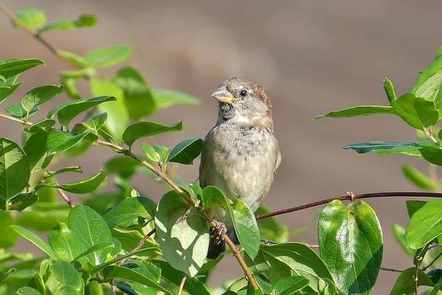 A sparrow enjoying the afternoon sunshine