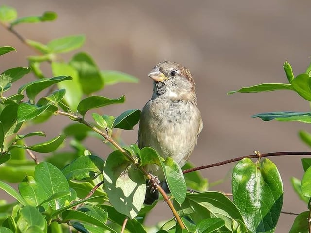 A sparrow enjoying the afternoon sunshine