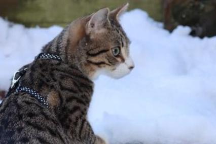 Sheffield Star reader and cat lover Janet Koszler proves it is not just a dog's life when it comes to enjoying the snow.