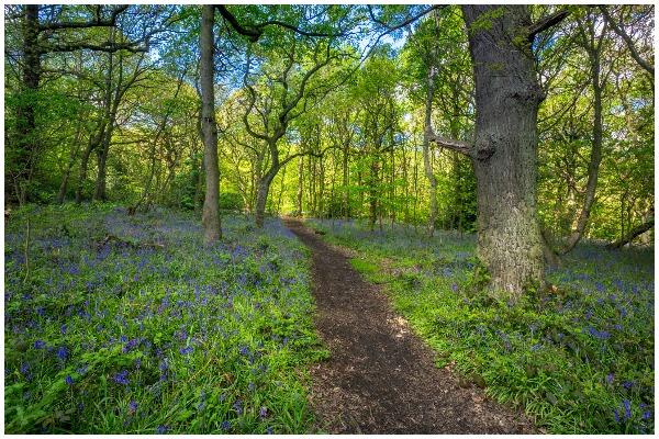 Middleton Park offers woodlands, Middleton Park Lake, and the Rose Gardens - where you can take a scenic stroll with your dog on the lead. You can also let your dog loose along the old tram tracks.