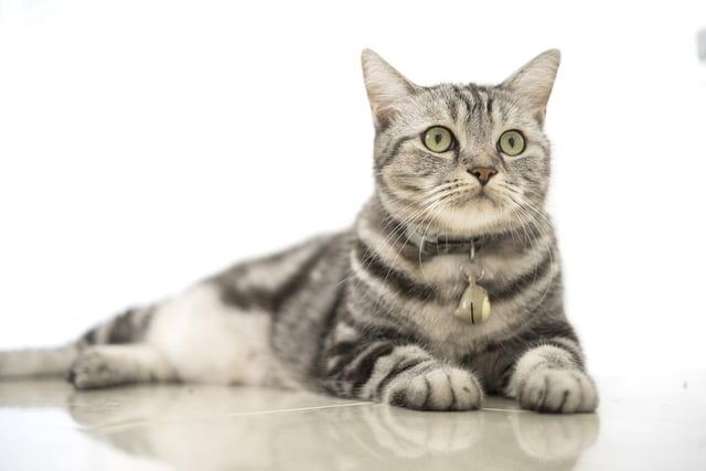 These cats are medium to large in size, with males weighing 11 to 15 pounds and females weighing eight to 12 pounds. They are adaptable and good-natured, which makes them the ideal family companion (Photo: Shutterstock)
