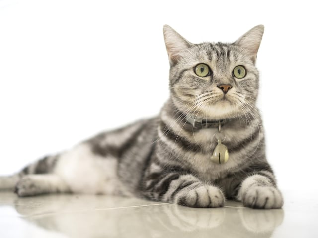 These cats are medium to large in size, with males weighing 11 to 15 pounds and females weighing eight to 12 pounds. They are adaptable and good-natured, which makes them the ideal family companion (Photo: Shutterstock)