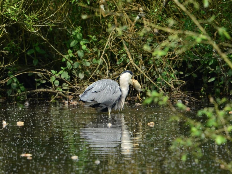 This Yorkshire Wildlife Trust hidden gem is a tranquil woodland and wetland reserve. It's the top spot for Mandarin Ducks and seeing Kingfishers at very close range from the lake hide.