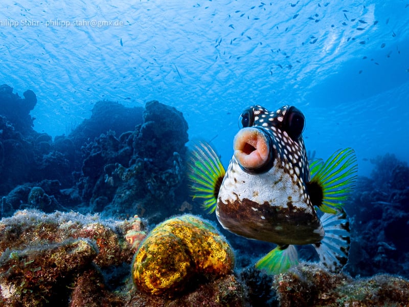 This picture was taken at CuraÃ§ao, Dutch Caribbean.  Usually box fishes are difficult to take pictures of, since they do not have a problem of a diver coming close, but if you show interest, they always turn the back and not the face to you. That's why I tried to swim 0.5m above the fish and showing no interest at all to him. The same time I had my camera not in front of me, but below at my chest pointing to the bottom. When the right moment had come, I turned the camera 90 degrees to the front and just point and shoot, hoping to have the fish in focus. Never expected to have its beautiful lips that close!
Animal: Boxfish
Location of shot: CuraÃ§ao, Dutch Caribbean