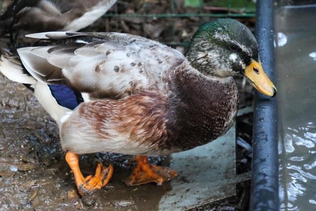 Meet cute little Clive with his foot on the wrong way round! He came to Manor Farm in 2019 when his loving owners could no longer care for him.  At that time they thought he was a girl, but it wasn’t long before the telltale signs of duck manhood began to show! Clive joined Stevie, Wanda and tiny Tufted duck hybrid Bitsy in the safe garden pens where his mobility could be easily monitored.  He loves lettuce and grapes, and pecks the wellies of the team so that they know he’s there and waiting!