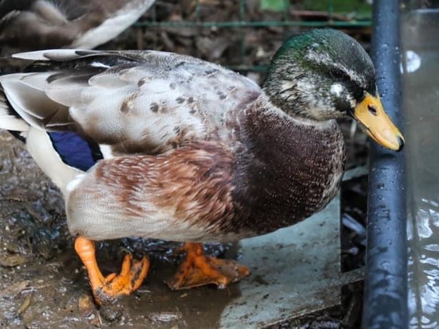 Meet cute little Clive with his foot on the wrong way round! He came to Manor Farm in 2019 when his loving owners could no longer care for him.  At that time they thought he was a girl, but it wasn’t long before the telltale signs of duck manhood began to show! Clive joined Stevie, Wanda and tiny Tufted duck hybrid Bitsy in the safe garden pens where his mobility could be easily monitored.  He loves lettuce and grapes, and pecks the wellies of the team so that they know he’s there and waiting!