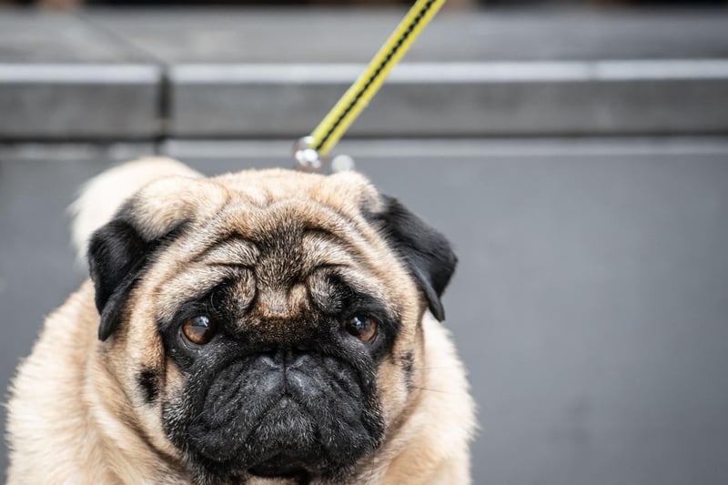 Pugs were the 10th most popular dog breed in the south east in 2020. Picture: FRANK RUMPENHORST/dpa/AFP via Getty Images