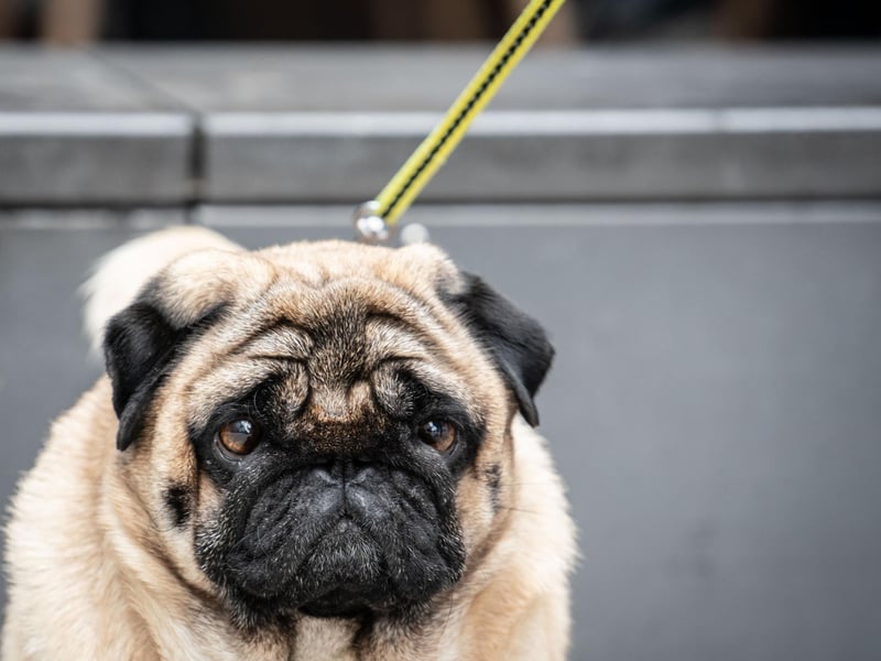 Pugs were the 10th most popular dog breed in the south east in 2020. Picture: FRANK RUMPENHORST/dpa/AFP via Getty Images