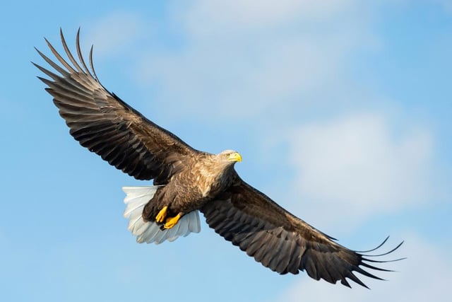 Tentative efforts to re-establish a population of white-tailed eagles - or sea eagles as they are often called - in the UK mean there is now a small but growing population of these giant birds of prey on the Isle of Wight, and southern England.
