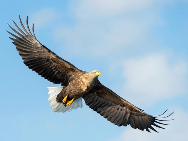 Tentative efforts to re-establish a population of white-tailed eagles - or sea eagles as they are often called - in the UK mean there is now a small but growing population of these giant birds of prey on the Isle of Wight, and southern England.
