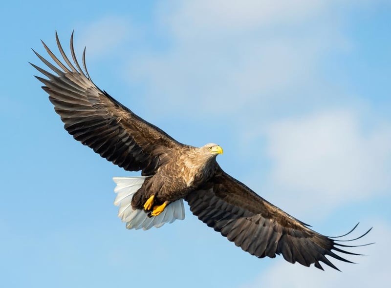 Tentative efforts to re-establish a population of white-tailed eagles - or sea eagles as they are often called - in the UK mean there is now a small but growing population of these giant birds of prey on the Isle of Wight, and southern England.