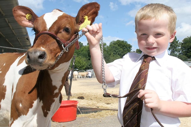 Bakewell Show, Alfie Berresford was best handler under 5 years old and his calf was the best Ayrshire calf