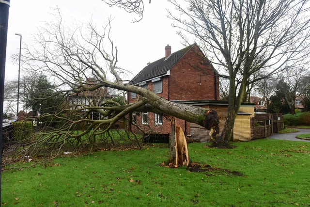 A tree at Thompson Park, off Newcastle Road was left toppled over following the high winds.