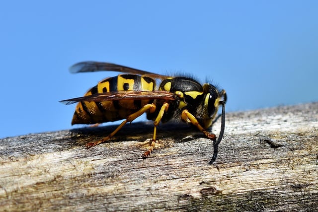 If someone has spotted a 'wobbie', they've seen a wasp.