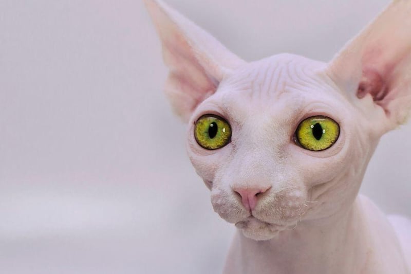 Unique and hairless kitty, the Sphynx has 3,396,916 tags on Instagram.