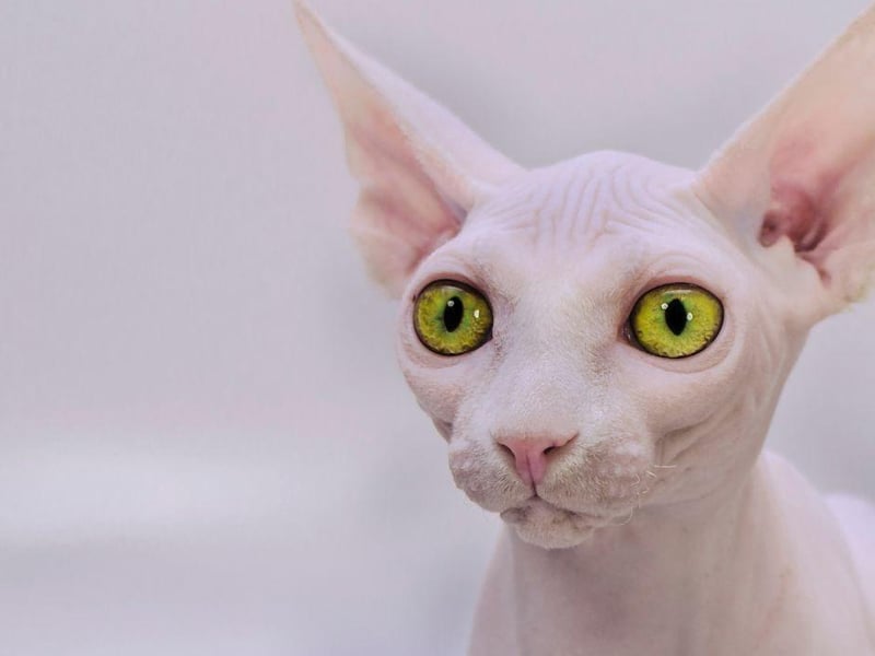 Unique and hairless kitty, the Sphynx has 3,396,916 tags on Instagram.